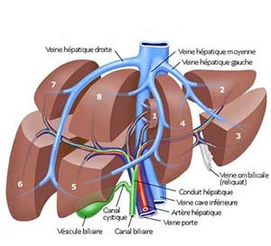 segments du foie IRA2