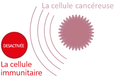 La cellule immunitaire