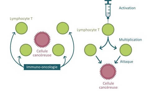 Comment l'immunothérapie agit-elle sur le cancer ?